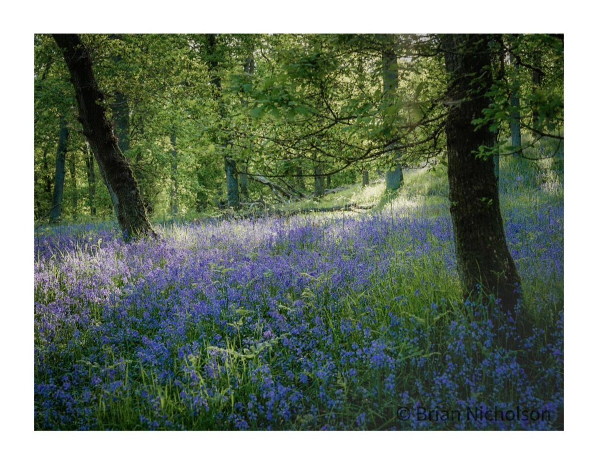 Kinclaven Bluebell Woodland.

On Saturday morning I got this image with some lovely soft diffused light bringing this section of the woodland to life.

#Outdoors #Tree #Growth #Freshness #kinclavenbluebellwood #bluebellseason #woodlandphotography #woodlandwaterandwildernes