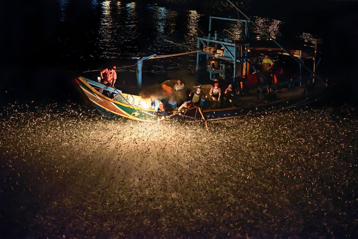 NewTaipeiGov's tweet photo. Jinshan’s traditional sulfuric fire #fishing technique is a century-old practice, and is the only one remaining in the world. In this unique skill, when the fire goes up and a huge "boom" is heard, an incredible school of fish leaps out of the sea. Spectacular!#boomfire #heritage https://t.co/eo2BeACXkn