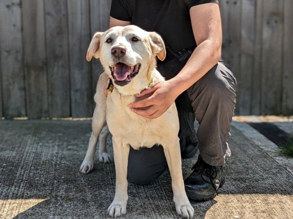 Please retweet to help Kyrie find a home #LOUGHBOROUGH #UK 

Affectionate Crossbreed aged 9, she can live with children aged 12+. She needs to be the only dog but can live with a cat😺✅

DETAILS or APPLY👇
dogstrust.org.uk/rehoming/dogs/…
#dogs #cats