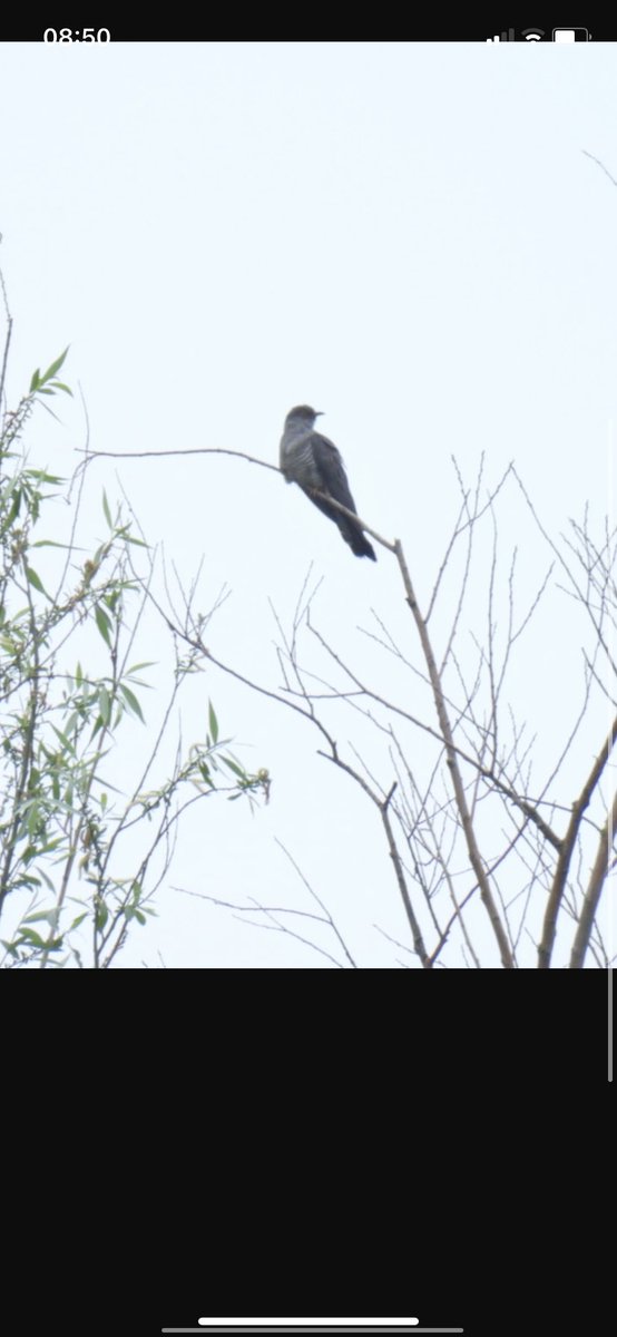 #hangitür <a href="/alpertuydes/">Alper Tüydeş</a> 1- Delice Doğan 2- Guguk gibi doğru mudur?