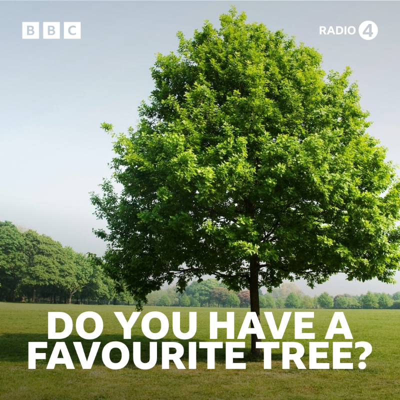 BBCr4today's tweet photo. On the programme, we want to celebrate the connection between humans and trees - and it starts with you 🌳

Whether it's a majestic oak in a local park or a small potted sapling in your garden, get in touch with a photo of your favourite tree below ⬇️