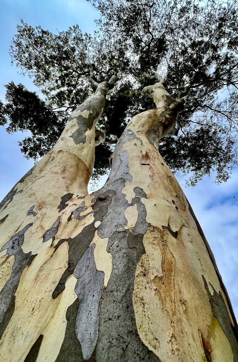 @arborsmarty G'day to thee, Mr Tree