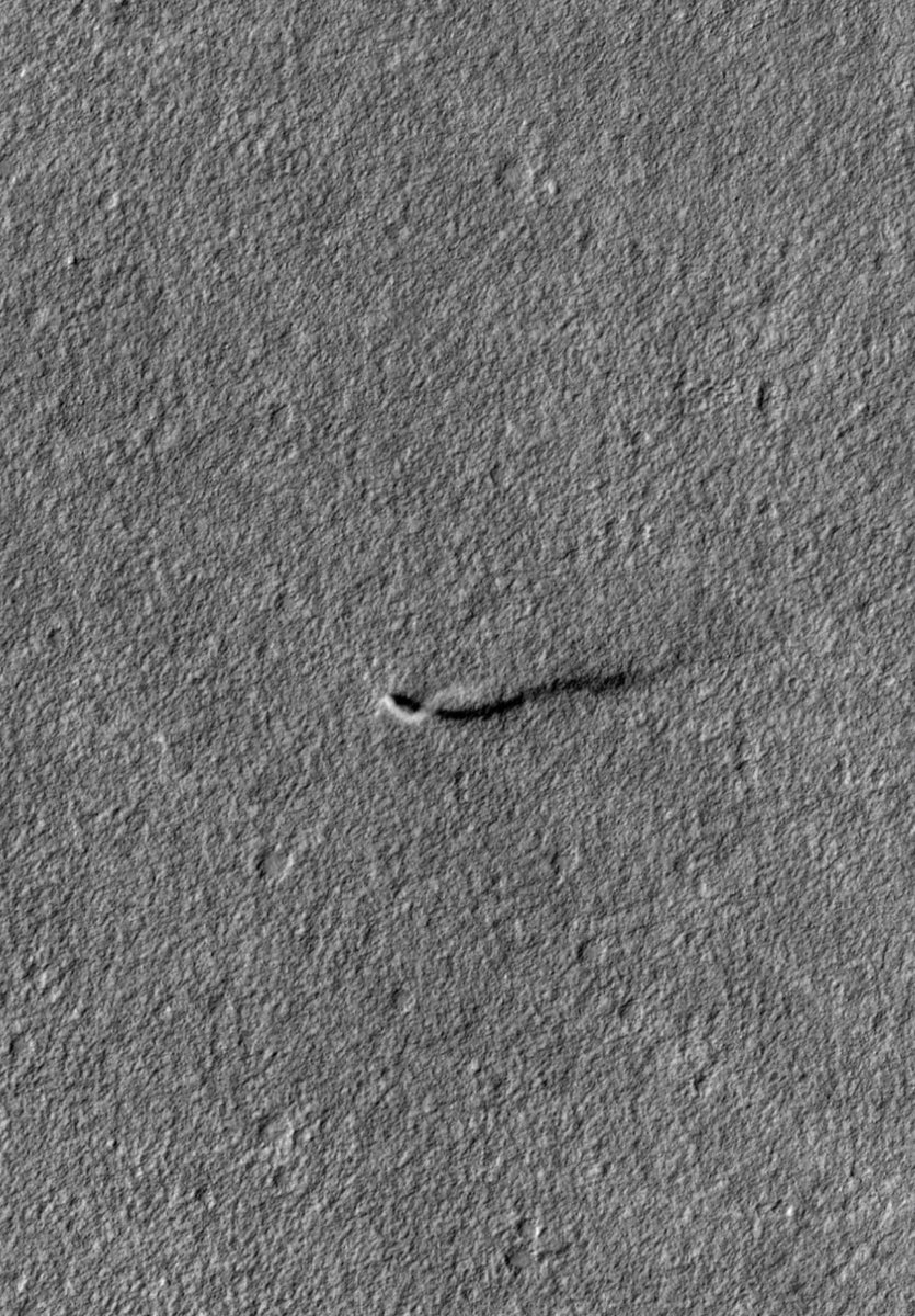 👽-Catch of the Day!
@kevinmgill shares #Perseverance catch of the day, a “monster dust devil”. 

Below are images of a “Monster Dust Devil” by @HiRISE, in contrast to Earth’s tornadoes.🌪️

#SpaceHour
#Mars

▶️uahirise.org/ESP_026394_2160
▶️uahirise.org/ESP_026051_2160
NASA/JPL-Caltech/ASU