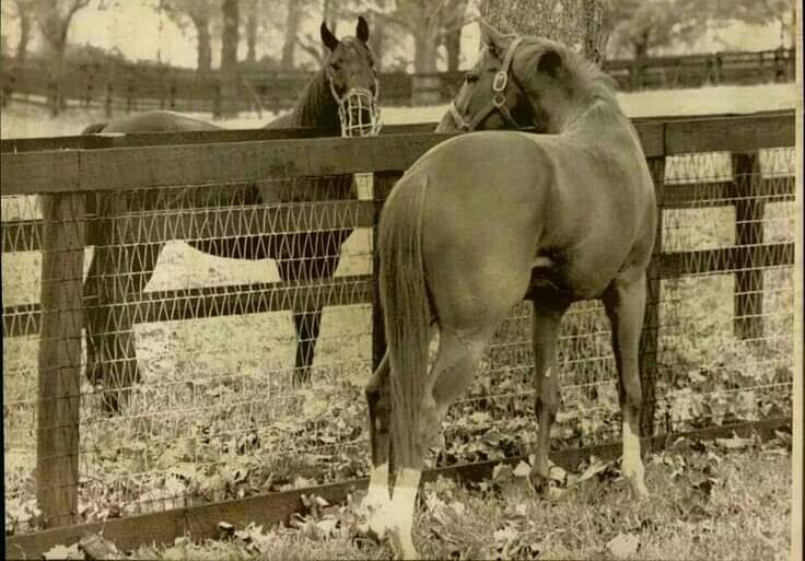 ROUND TABLE  watching a curious SECRETARIAT.