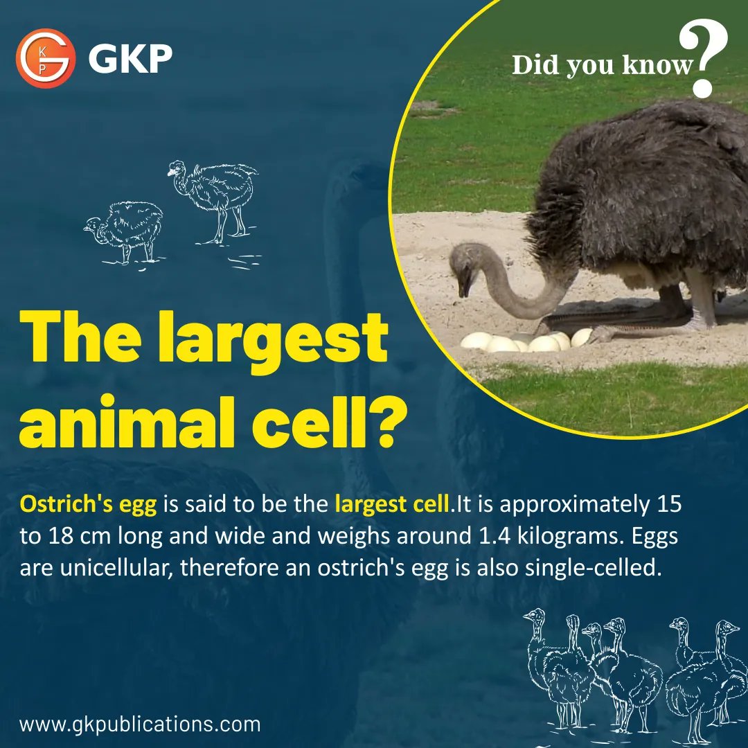 #DidYouKnow

The largest animal cell

#largestcell #animalcell #ostrich #OstrichEggs #ostriches #unicellularorganism #animal #animalfacts #singlecell #DidYouKnowThis #didyouknowfacts #didyouknowdaily #generalknowledge #placesonearth #upsccurrentaffairs #upscgk #indianfacts