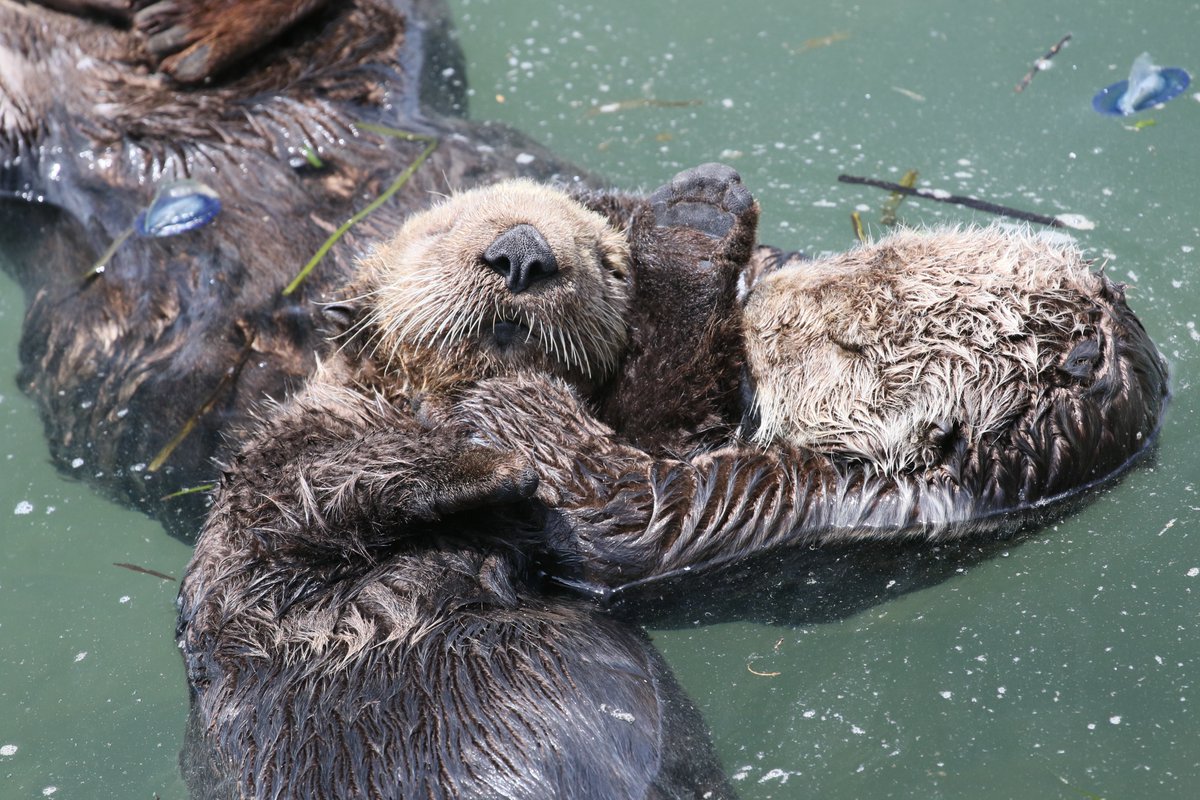 For your (virtual) booping pleasure... #boop 🦦
Please never boop the snoot of any sea otters in the wild. 
#seaotters #givemespaceasifloat 🦦#respectthenap🦦#morrobay