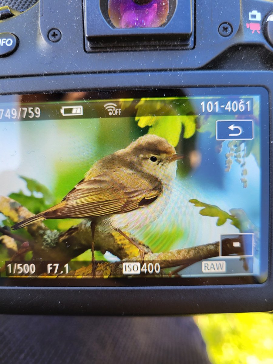 Western Bonelli's Warbler the 10th Danish, found this AM at Christiansø by Rasmus Momme.
Photo: Louis Poulsen
<a href="/LeeEvansBirding/">Lee Evans (LGRE) - the official account</a> <a href="/TarsigerTeam/">Tarsiger</a> @birdingprof