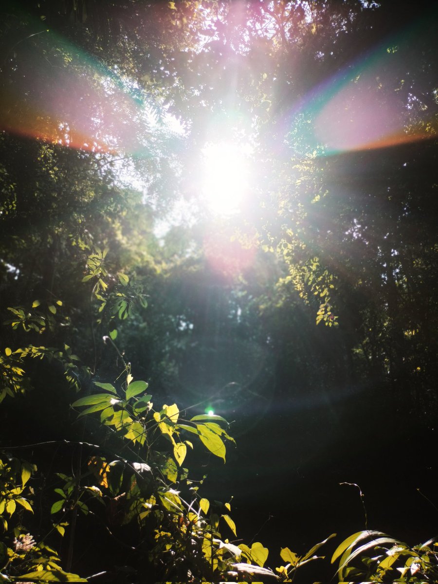 bharathgmurali's tweet photo. 🍃ature In Portrait Mode
-
-
-
-
#realme #realme9pro #NaturePhotography #NatureBeauty #PortfolioDay #Twitter #India #realmecreatorshub https://t.co/FLZvCThqiB