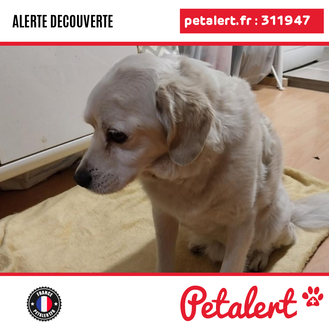 Trouvé #Chien #ValDOise #Presles #Petalert  #PetAlert95 / p3t.co/T8sks