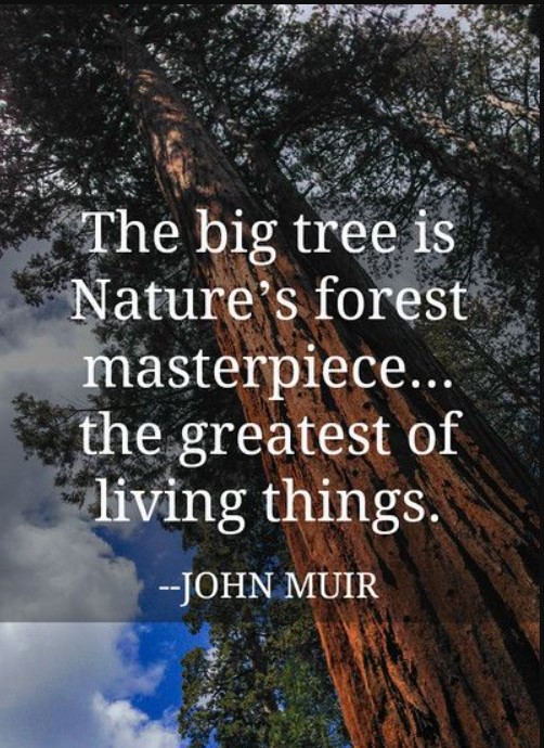 Enjoy your time in nature today🌳 Simply notice, listen and observe the flowers, birdsong and blossom on the trees 💚 #nature #trees #blossom #birdsong #flowers #mindfulness #wellbeing