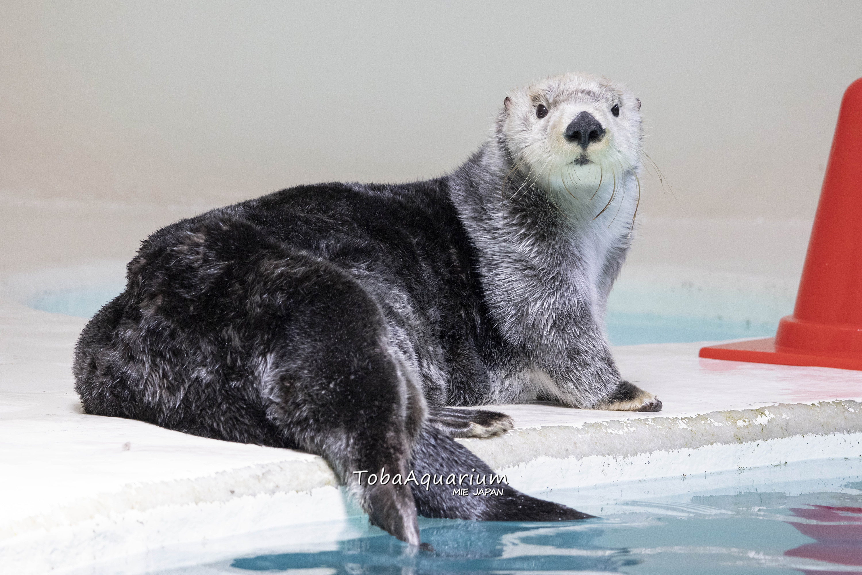 鳥羽水族館(TOBA AQUARIUM) on X: 鳥羽水族館(TOBA AQUARIUM) on X: