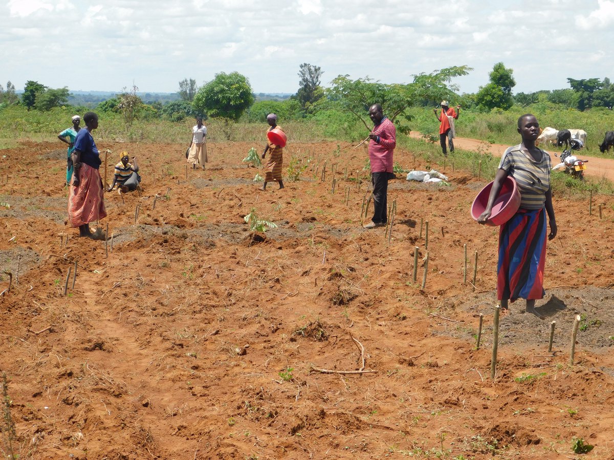 VEDCOUG's tweet photo. VEDCO extensionists  and farmer establishing an on farm trail garden of sorghum and millet  in Kagongo Village, Kamuge Town Council, Pallisa District. Under Cereals FRN project, sponsored by McKNIGHT Foundation in partnership with ATIs and NaSRRI https://t.co/3Tb3I8UDWB