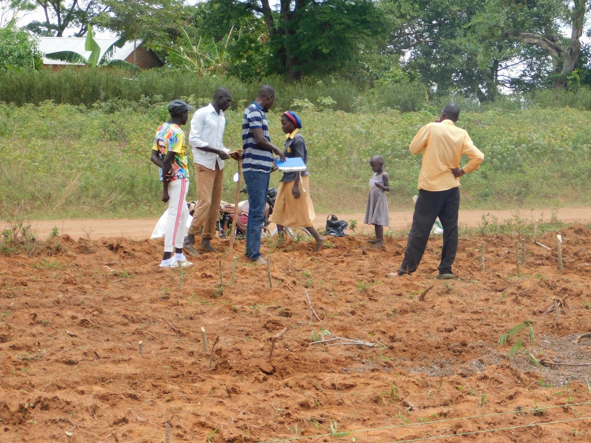 VEDCOUG's tweet photo. VEDCO extensionists  and farmer establishing an on farm trail garden of sorghum and millet  in Kagongo Village, Kamuge Town Council, Pallisa District. Under Cereals FRN project, sponsored by McKNIGHT Foundation in partnership with ATIs and NaSRRI https://t.co/3Tb3I8UDWB