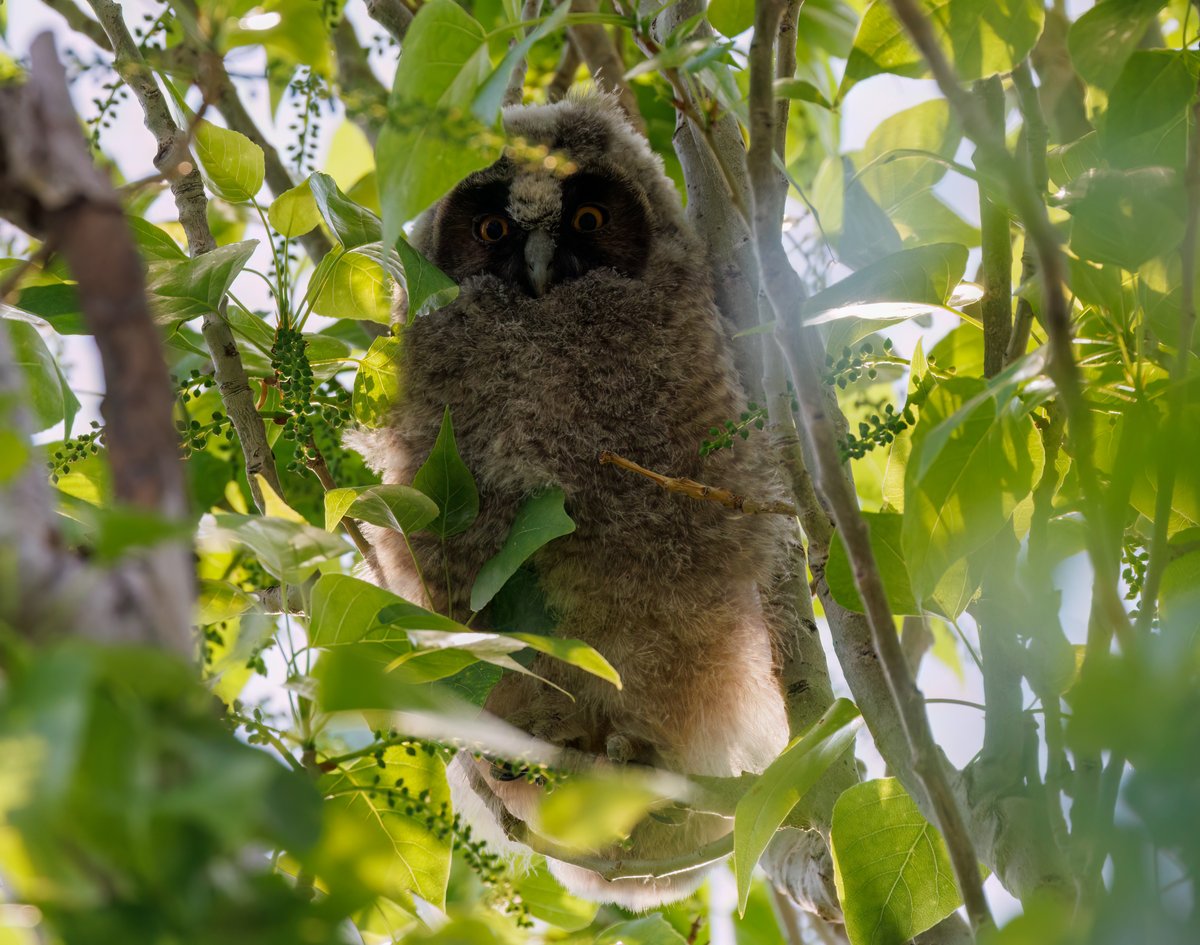 Long-eared Owlet #Birds #Lesvos