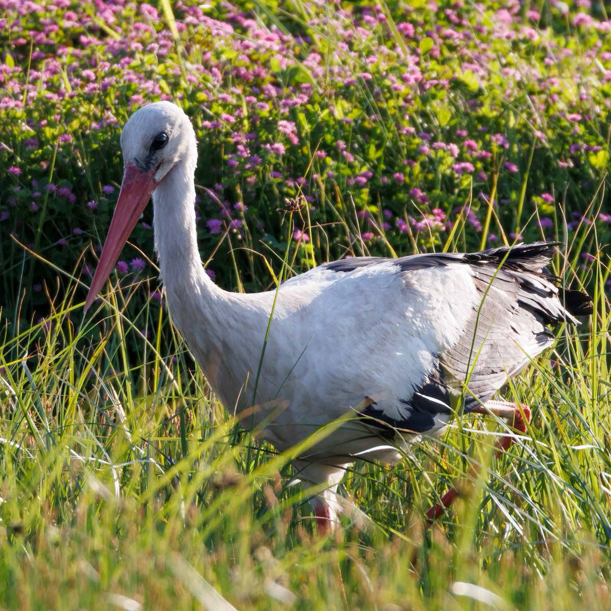 White stork #Birds #Lesvos