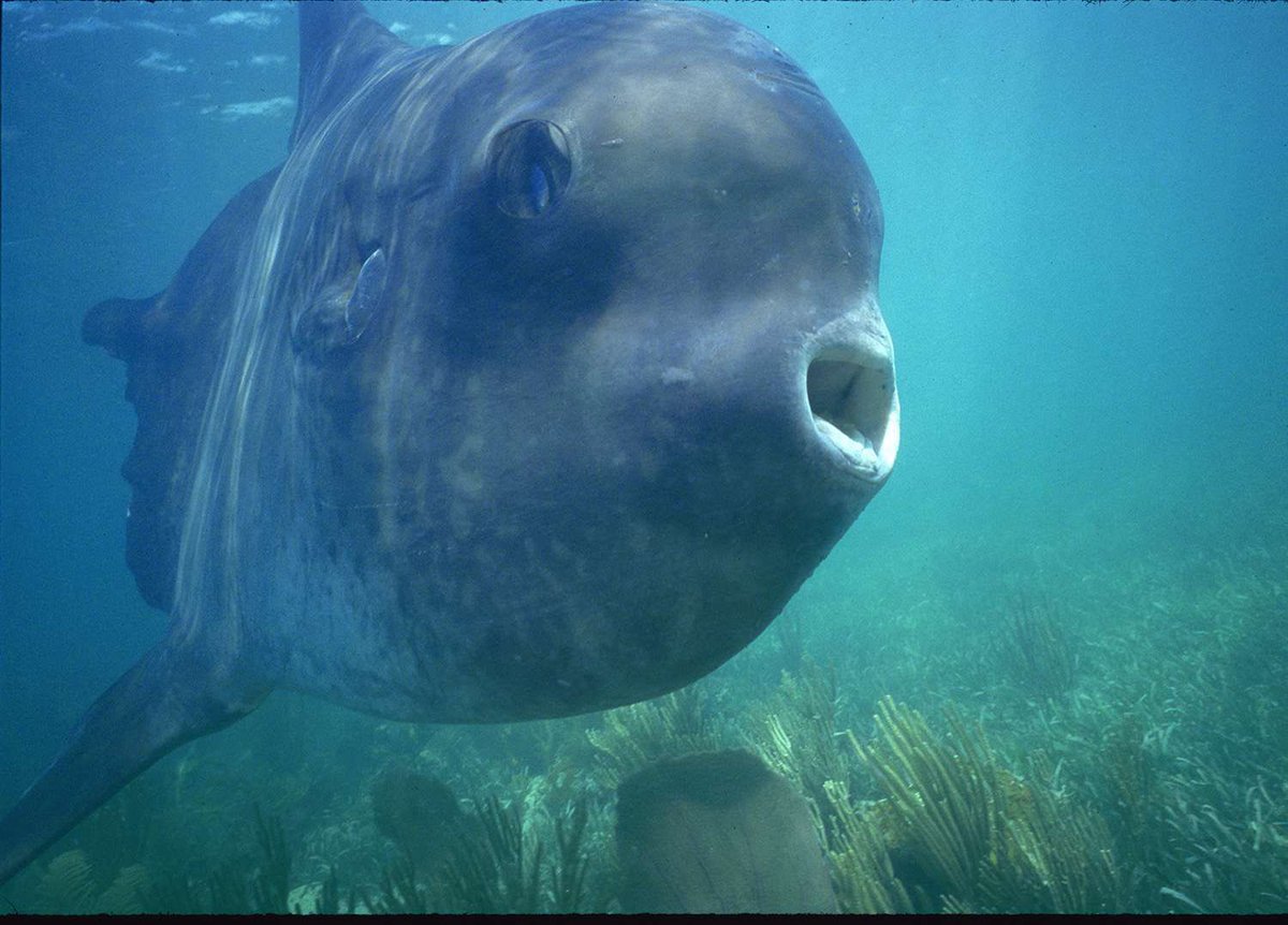 Scientifically hailed as Mola mola, the Ocean Sunfish dominates temperate and tropical waters worldwide. Its extraordinary physique and unrivaled size position it as the heavyweight champion of bony fish. 🌊 ☀️🐟🐠#OceanSunfish #MarineMarvels #Biodiversity #Ocean