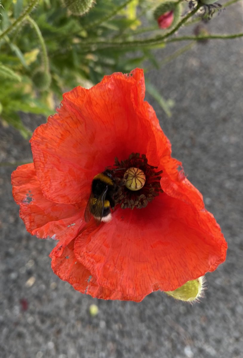 StephDickenson's tweet photo. Breakfast &amp; bee https://t.co/ItVPFY2KnY