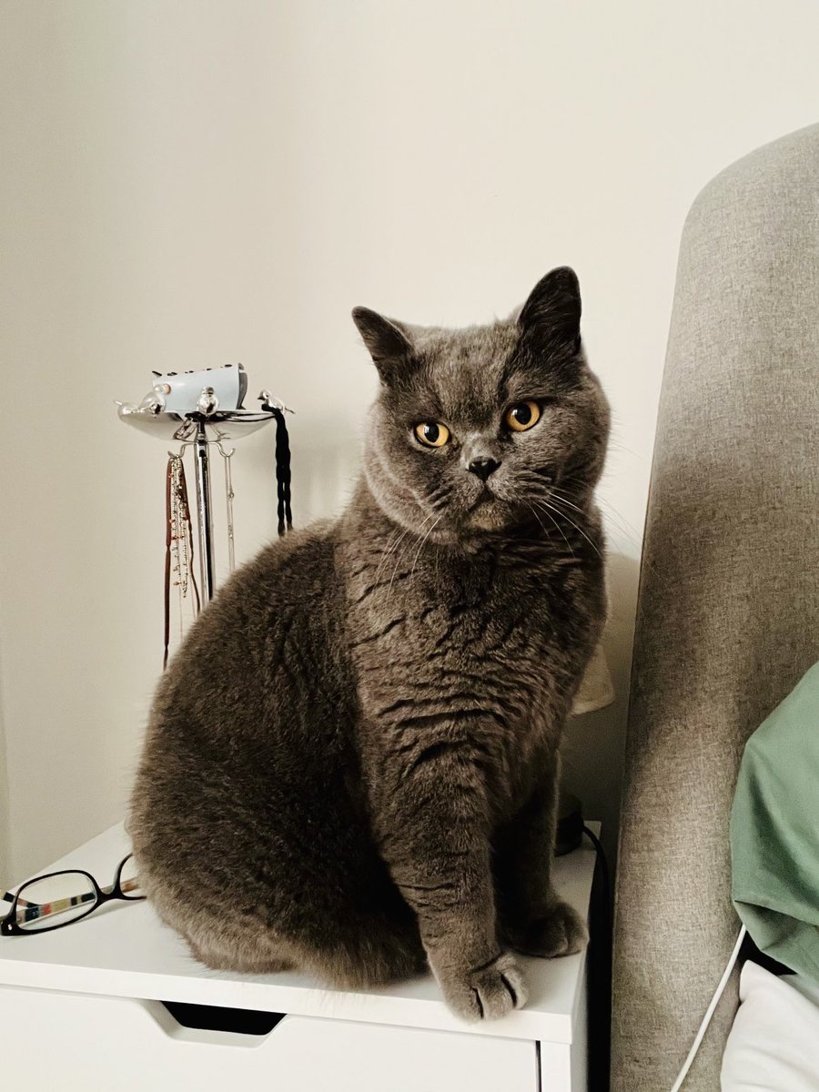 PeterParkerCat's tweet photo. Doing my daily duty of stopping mum’s morning news read and getting her out of bed. Have a great #BankHolidayMonday #CatsOfTwitrer 😺♥️ https://t.co/2YUmLBbB1Z
