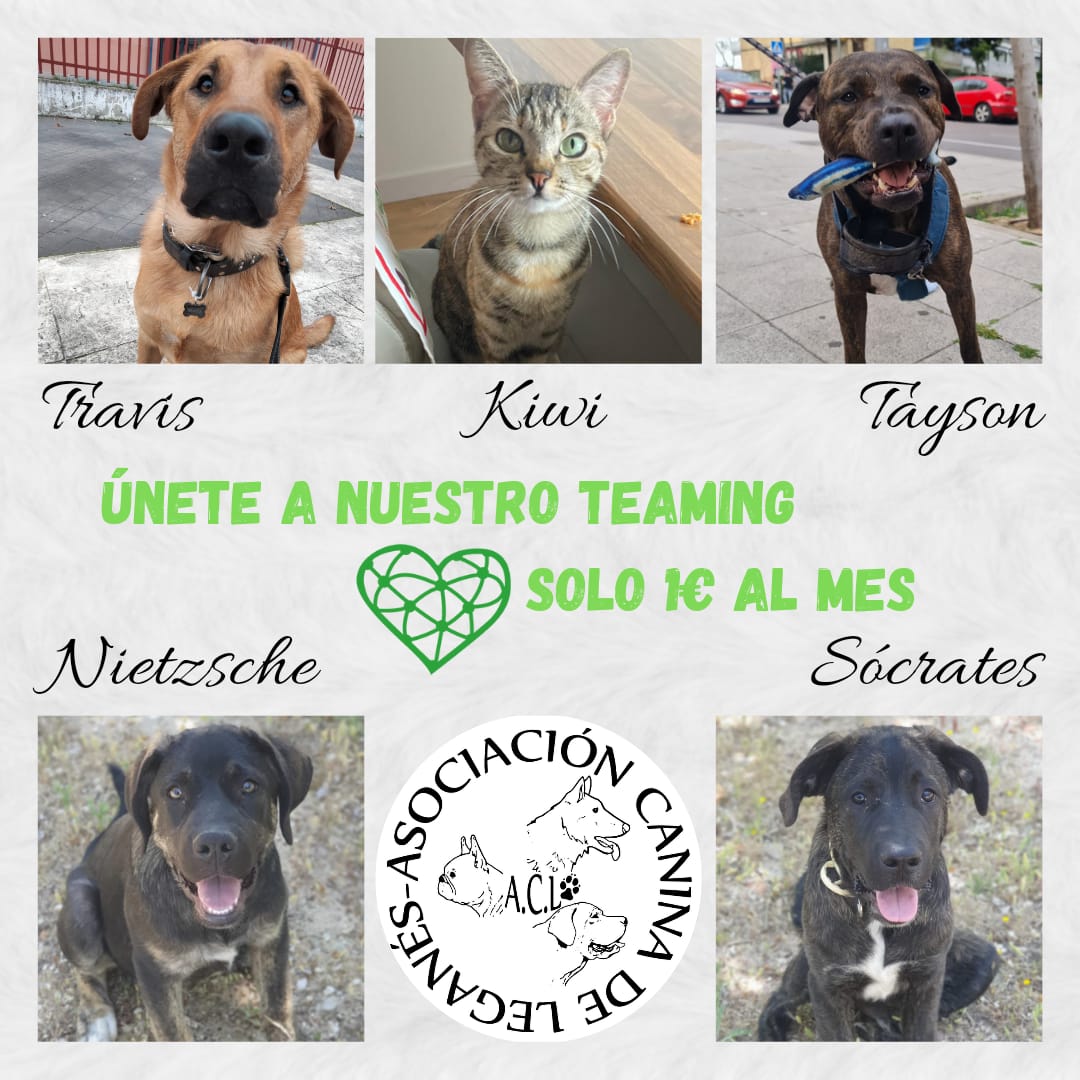 TEAMING 
Nuestro teaming hace posible sufragar gastos veterinarios de los que todavía no tienen familia. Hazte teamer, con 1 euro al mes puedes ayudarles.
#Teaming #AdoptaNoCompres #adoptaycuida #dogs #cats