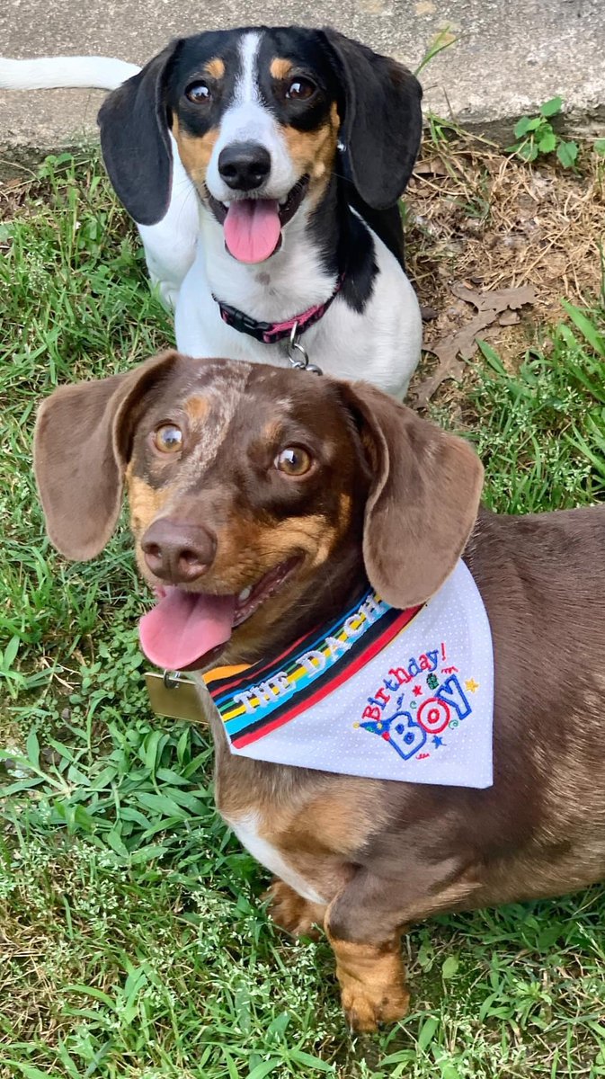 Next Saturday we will be celebrating Thor’s 5th birthday! This is a picture of Thor and Torvi from last year’s birthday party. Could they be any cuter together? https://t.co/B8fhGXf8MY