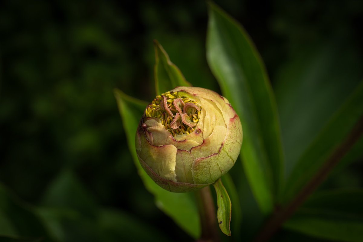 Peony for your thoughts?…
#photography #photo #photooftheday #Sony #macro #macrophotography #ThePhotoHour #flowers #nature #NaturePhotograhpy #NorthYorkshire #peony #May2023