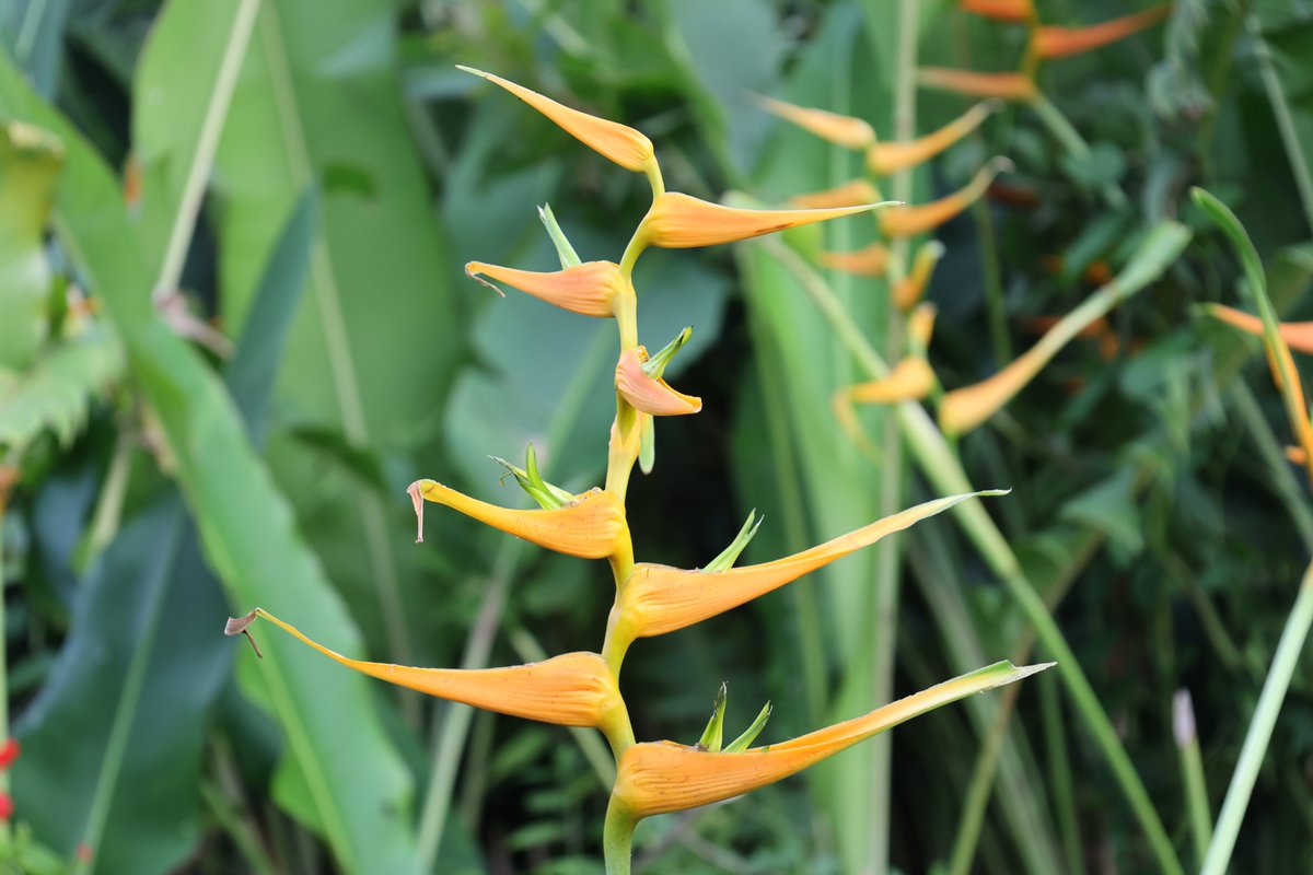 Tara Turkington tweet media