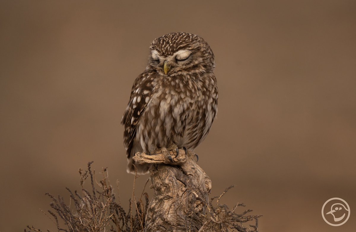 Nada más tierno que esos párpados 😍
Mochuelo europeo (Athene noctua)
#visitnatura #projectemussols #hideseltaray #owl #birdphotography 
<a href="/VisitNatura/">Visit Natura</a> <a href="/SVORNITOLOGIA/">SVO</a> <a href="/SwarovskiOptik/">SWAROVSKI OPTIK</a> <a href="/CvGuias/">Guías de Birding CV</a>