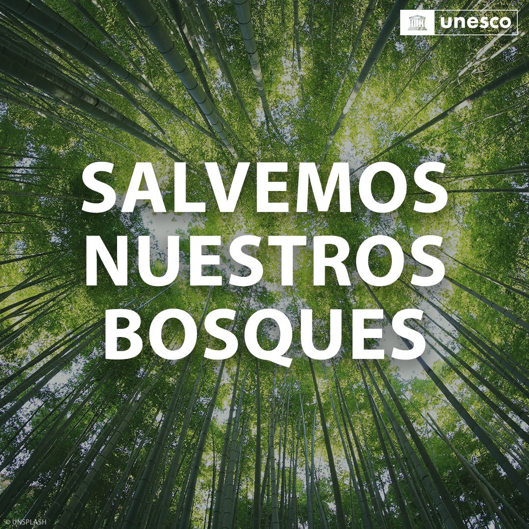 ¡Cuidemos nuestros bosques! 🌳 Son el pulmón de la Tierra y están bajo amenaza debido al impacto del #CambioClimático. Actuemos ahora para preservar estos invaluable ecosistemas y garantizar un futuro sostenible. #SalvemosLosBosques 🌿🌎
on.unesco.org/3GrJd2t