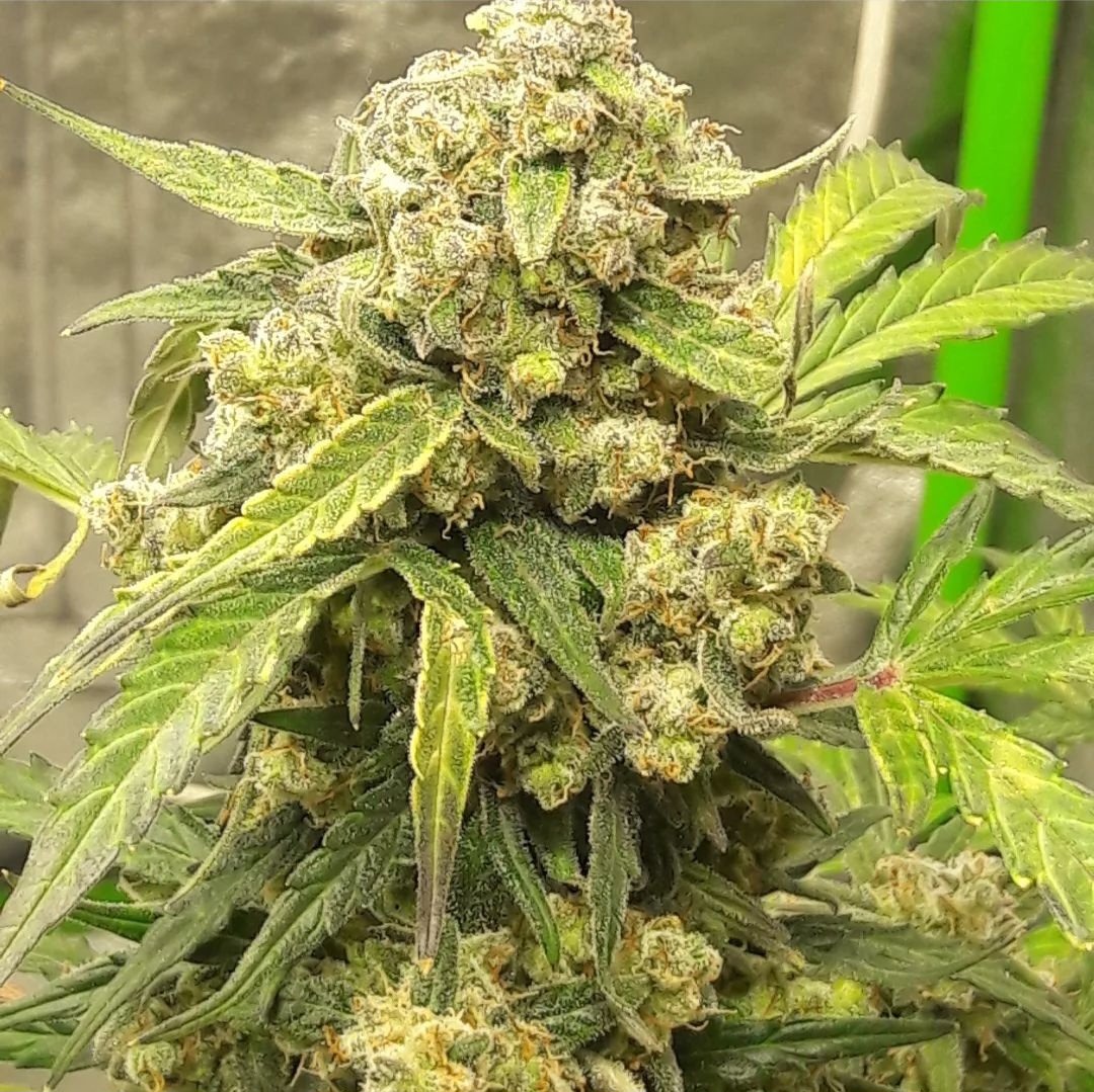 KannabiaSeeds's tweet photo. 🦍 GORILLA KING AUTO 👑 by #KannabiaSeeds🌱 @IntKannabia @Kannabia_Samen
📸 Gracias al amigo #kannabista de IG @2guntomars 🙏💯🥳🧡💚
ℹ️ #GorillaKing #cannabisseeds ➡️ https://t.co/AEegO9YYtj
Auto 🌻
Gorilla King x Ruderalis
Indica-sativa hybrid
#cannabisculture #420friendly https://t.co/gd4mZbg2HJ