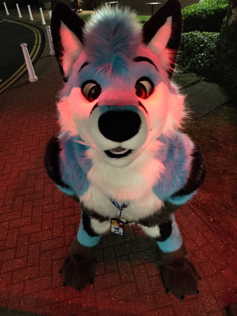 ThePocketyFox's tweet image. What you lookin' at? You wanna go?
📸 The Twitterless Tibble Fox