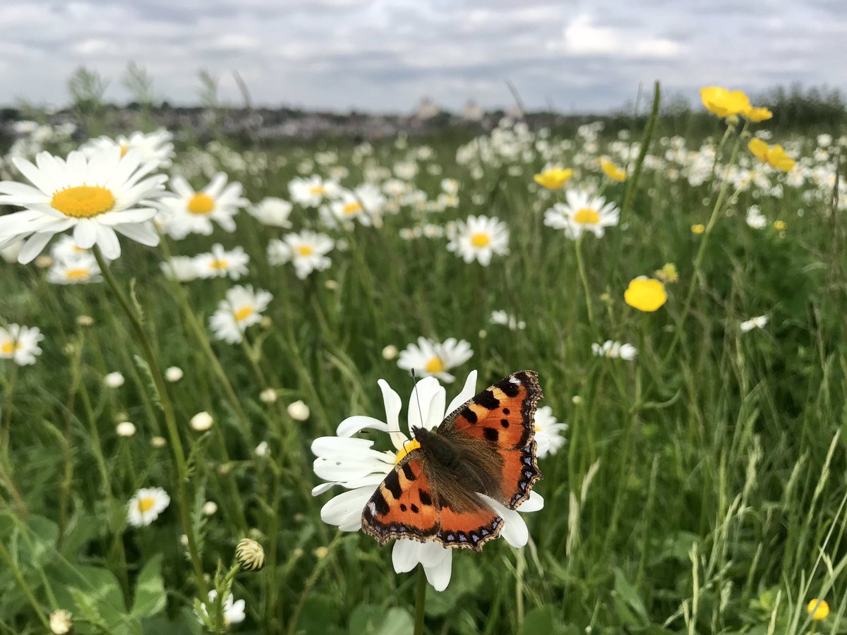 In 3 words or less, please describe how YOU feel when you see a butterfly!

Please RT to reach a wider audience and share your butterfly pics too 😎💚🦋
#SpringWatch