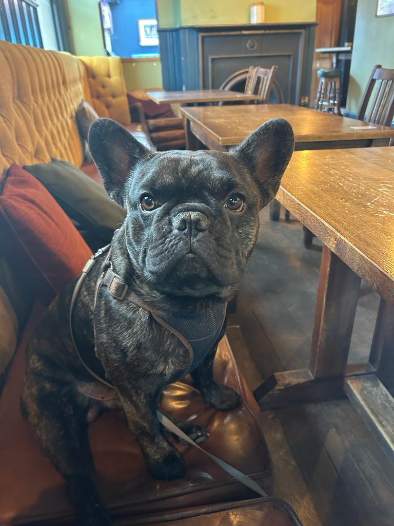 Bring your dog 🐕 to the pub 🍻 day.

What better way to finish off the bank holiday than being surrounded by an army of four legged friends.

#puplife #pubpups #loveyourlocal