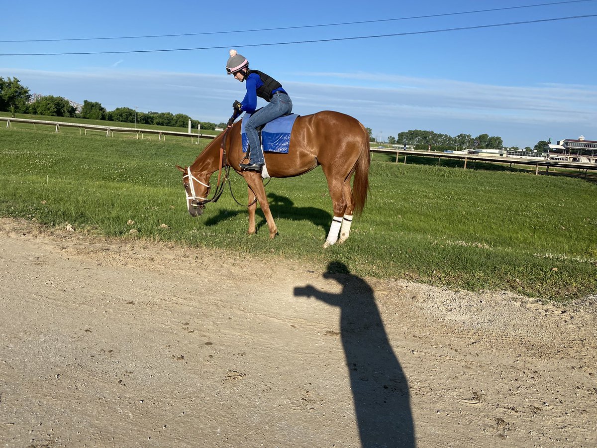 Lilms Constitution, by you guessed it, Constituion (@WinStarFarm) grabbing a bite on her way home to the barn @EllisParkRacing. Purchased by @BDiDonatoRacing last year!