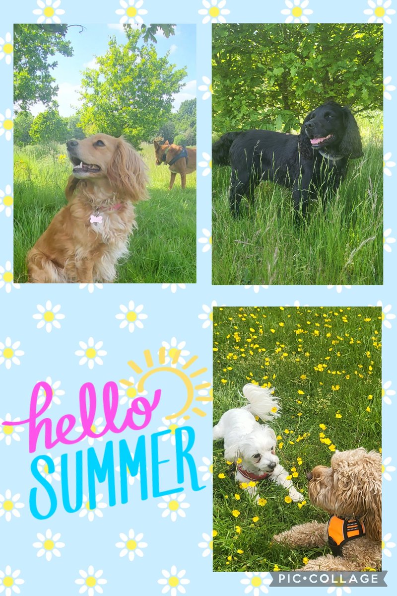 Is it sumertime yet? End of May #BankHolidayWeekend What R U up to with your pooches? Did anyone go to #Dogfest? #basilsdoggiedaycare #Summertime in #England #Buttercups💛 #dogs💙 #homeboardingfordogsuk