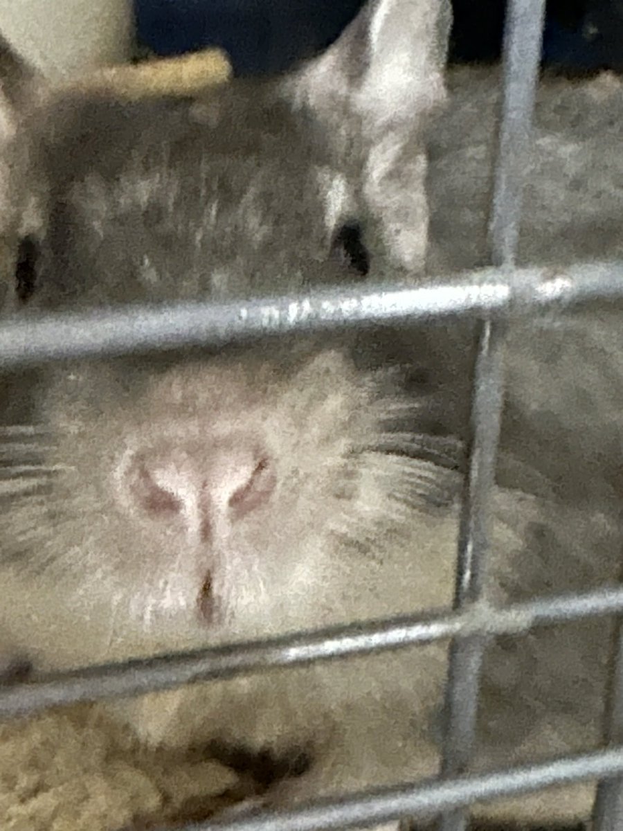 rabbit33900754's tweet photo. 皆さんお久しぶりです♪rabbitです😊
ここ最近忙しいくてあまり投稿出ないですみませんでした😭こむぎとラテは元気です☺️遊んで欲しそうな二人😊 https://t.co/0RKJcbiwbf