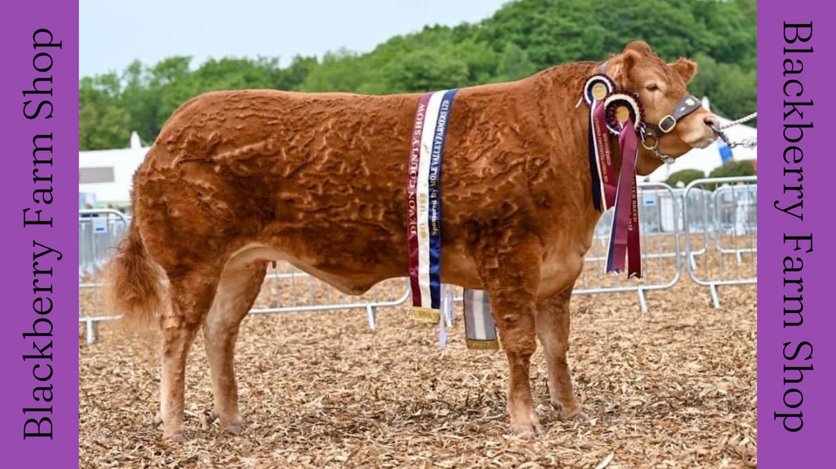 Congrats to @Lizzyslarder who won SUPREME INTERBREED CHAMPION at @DevonCountyShow with Koojan Sugarbabe.
The butchery sells award winning beef & lamb as well as pork, free range chicken & monthly meat boxes. Pop in the farm shop or visit blackberryfarmshop.co.uk 
@molevalley