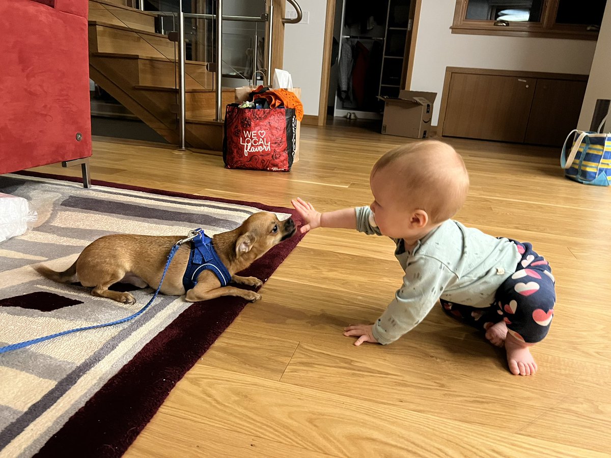 SabrinaHsiang's tweet photo. Magoo had some painfully adorable bonding time with his cousins this weekend!!!! My heart can’t even! 🤣
💖💖💖💖
🐼✡️
(Photo Credit: My sister) https://t.co/364unNEopE