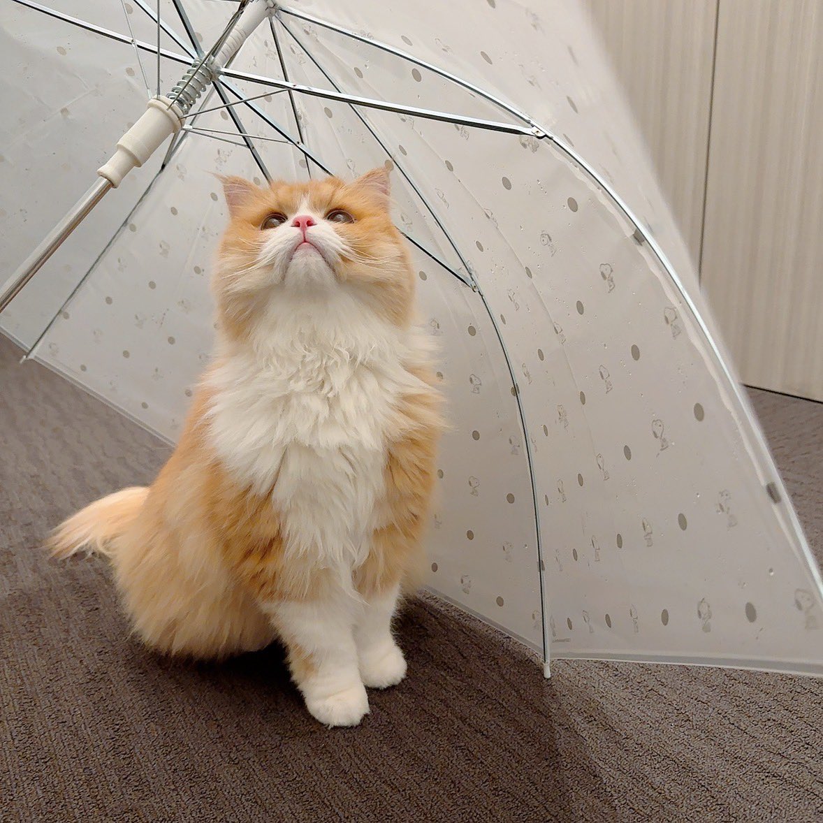 maple_muffin_'s tweet photo. 雨にゃ☔️

 #ラガマフィン #雨の日 https://t.co/fQNd9UOl7m