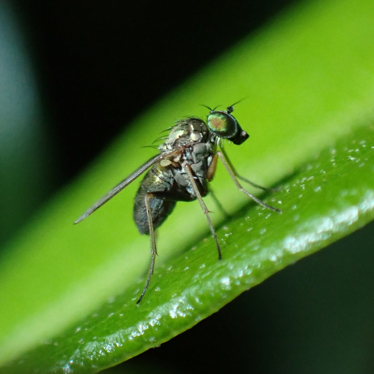 #A_day_in_the_life of a live #oak (day 260): A long-legged fly in the family Dolichopodidae - maybe from the genus Chrysotus? - on the southern live oak (Quercus virginiana) in Houston, Texas. 📸:@o_hokey #Diptera #biodiversity Help with ID #FlyTwitter?!