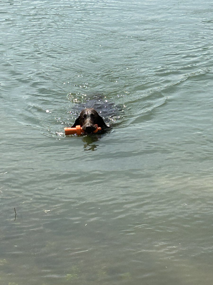 JeroenSmeets76's tweet photo. Even zwemmen #flatcoated #waterrat https://t.co/tZs2EGwgHx