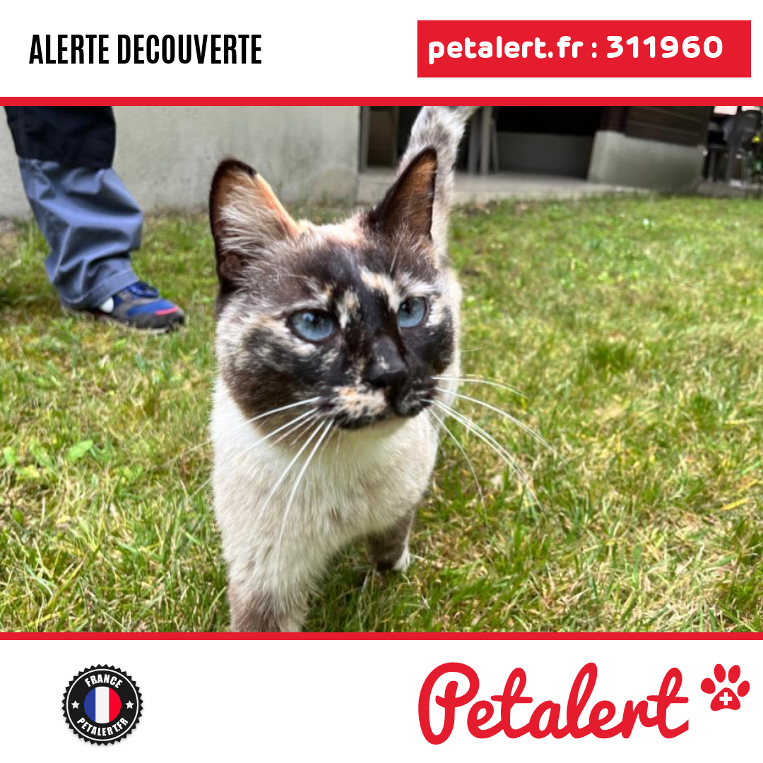 petalert_france's tweet photo. Trouvé #Chat #Landes #Messanges #Petalert #PetAlert40 / https://t.co/Mln2amTn0G https://t.co/aCU9OqSsTV