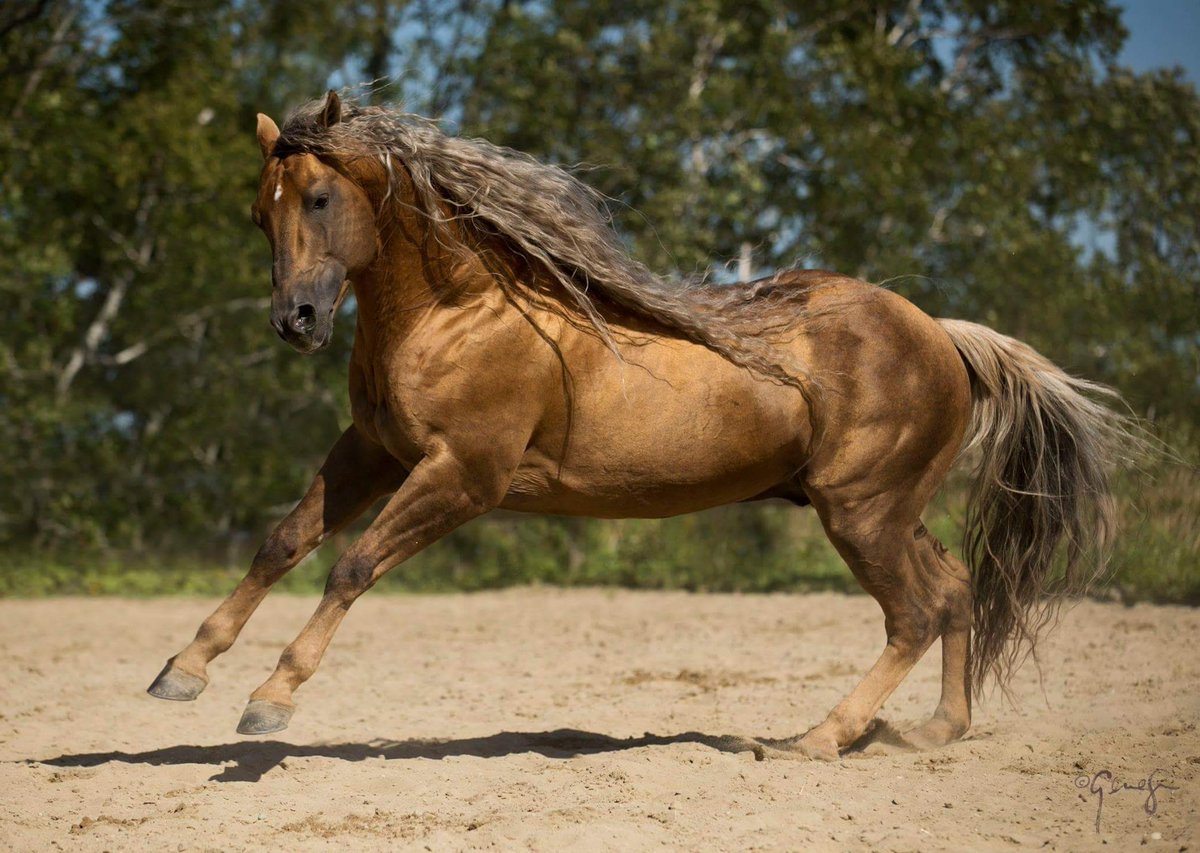 @DailyPicTheme2 This is a beautiful American Quarter Horse: