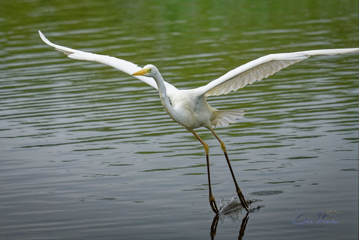 Great White Egret, impressive birds up close.... @RSPBCymru @Natures_Voice @GOWEROS1 @WTSWW_Swansea @glamorganbirds