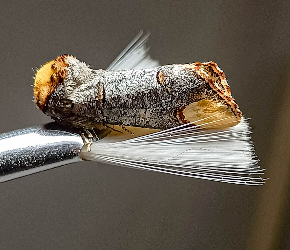 RogWard's tweet photo. Still very few moths in my garden down south in Brighton so far this year. This cheered me up though. Had to gently help it out of the base of the trap with a soft brush. I really love these Buff tip moths (Phalera bucephala). My favourite non hawk moth.
#Moths #Mothing #BuffTip https://t.co/4Sz8JeLSdm