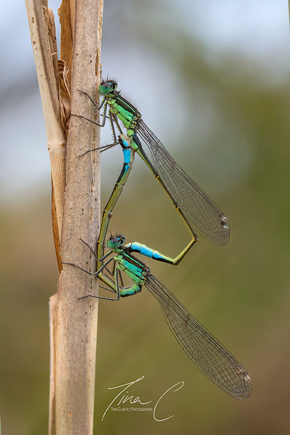 Mating Blue tailed damselflies at Turraun Lake @LoughBooraPark Such magnificent creatures, unfazed by my presence!!
@CurrachBooks @Irishwildlife @Britnatureguide @RewildingIre @PeatlandConserv @ipspeatlands @LIFEraisedbogs @seewilkie @NatureRTE