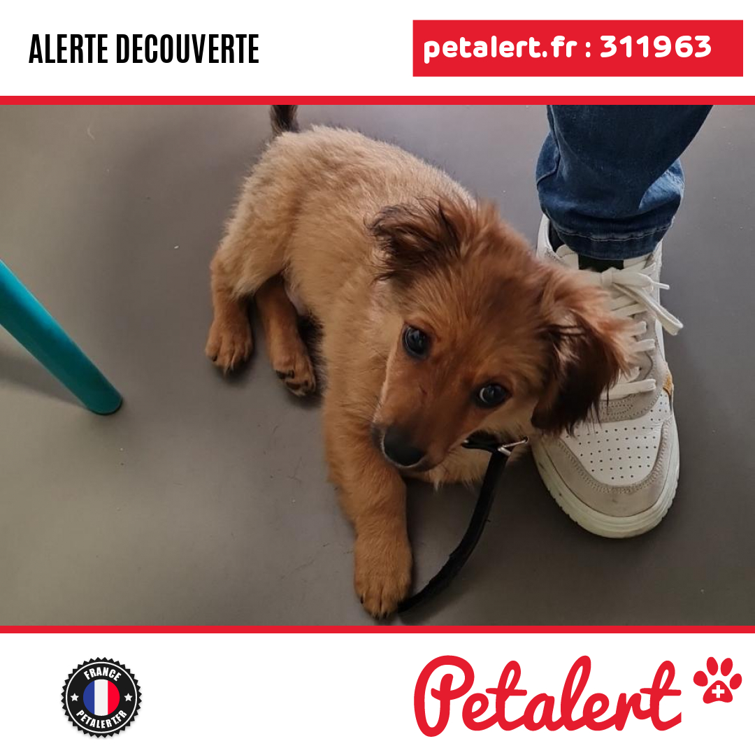 petalert_france's tweet photo. Trouvé #Chien #SeineSaintDenis #LesPavillonsSousBois #Petalert  #PetAlert93 / https://t.co/gwt7BmENf8 https://t.co/IfuCs6BWcU