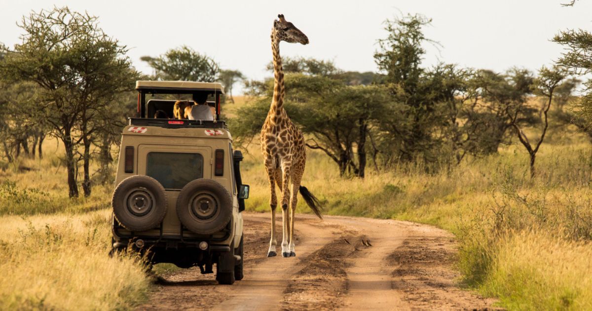 What better experience to enjoy with your family than a safari? 📷
See some of the most elusive animals in the world up close and personal from your very own safari 4x4. 
Treat your family to an animal-packed holiday they really will remember forever:  bit.ly/SouthallTravel…