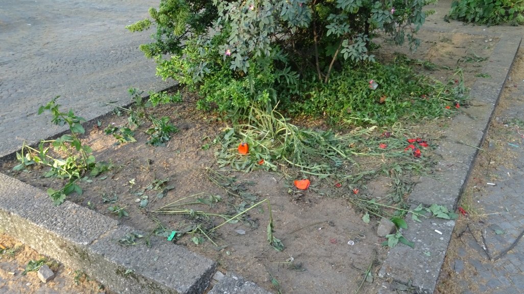 Lieblings-#Blumenbeet vor und nach dem <a href="/Karneval_DK/">KarnevalDerKulturen</a> in #Kreuzberg: