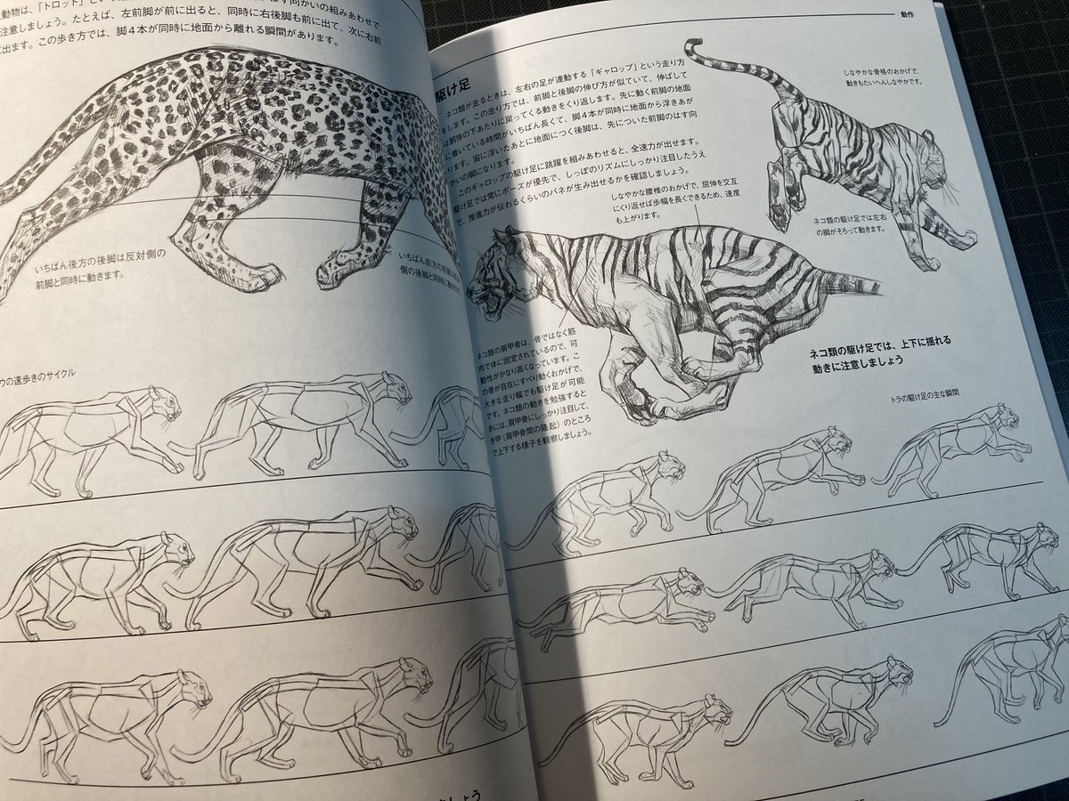 届きました。猫化に特化したデッサン教本『ウェザリーの動物デッサン ネコ科を描く(グラフィック社)』175ページみっちりネコ科だらけです。