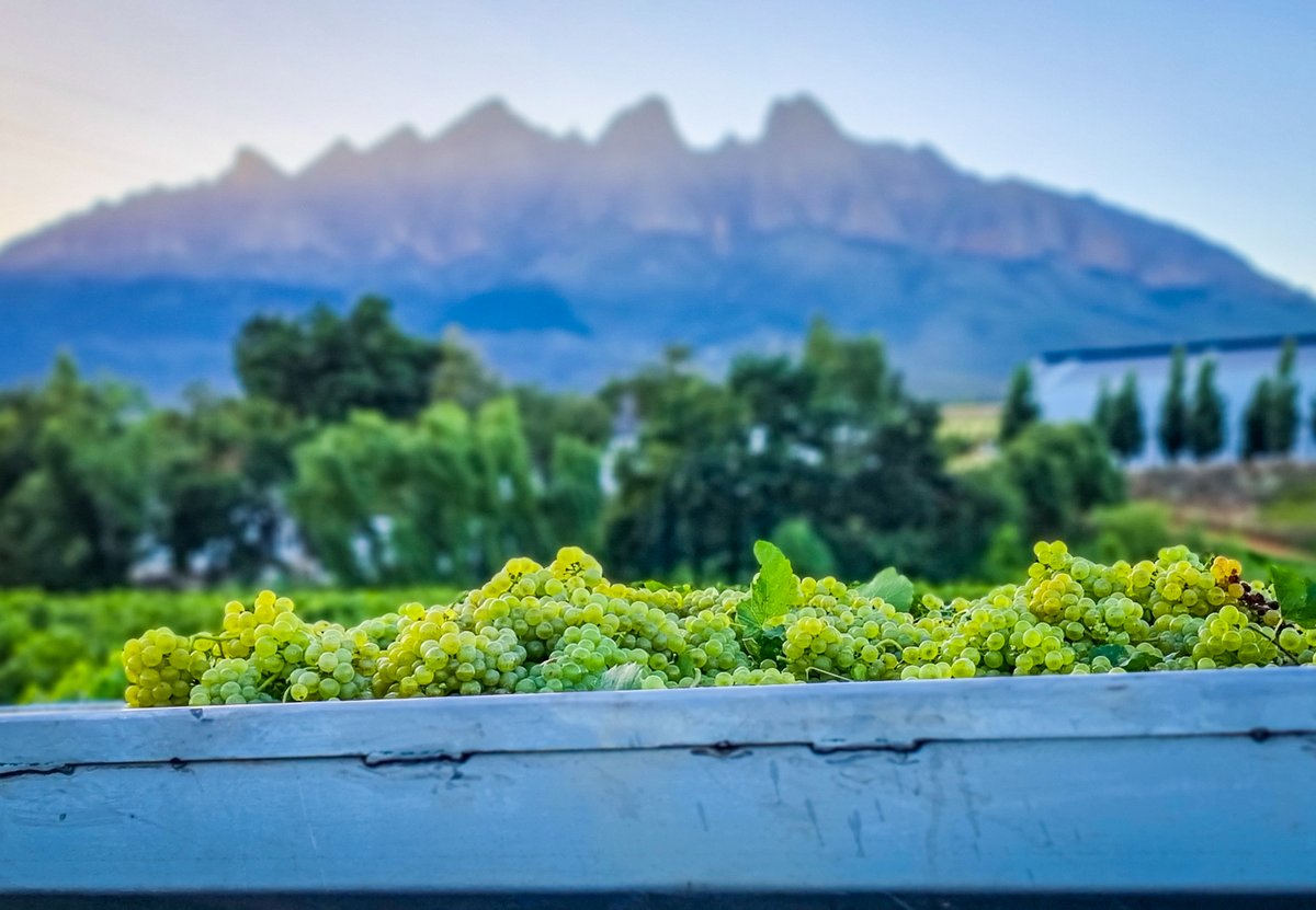 South African winegrowers showed characteristic pluck in the face of #Harvest2023 harvest challenges. My harvest report for @Jancis_Robinson.  Thank you very, very much to all for your contributions. 
#southafrica #wine
jancisrobinson.com/articles/south…